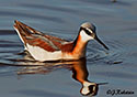 Phalaropus tricolor